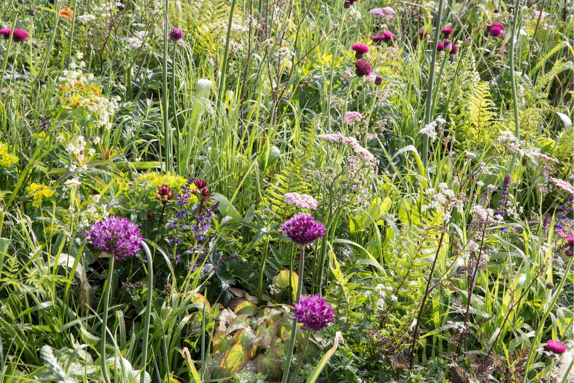 Allium (Zierlauch) 'Atropurpereum'